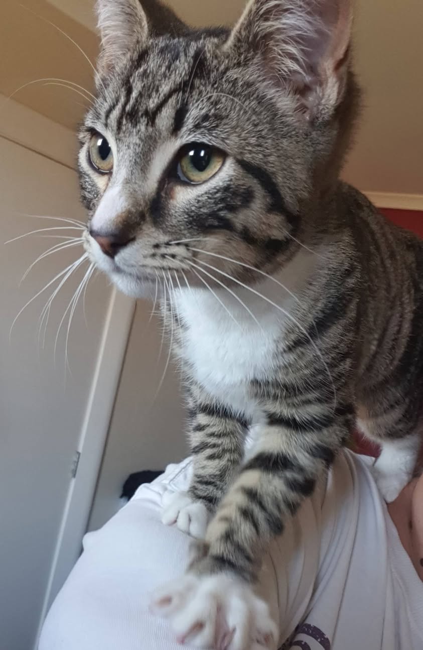 Found cat