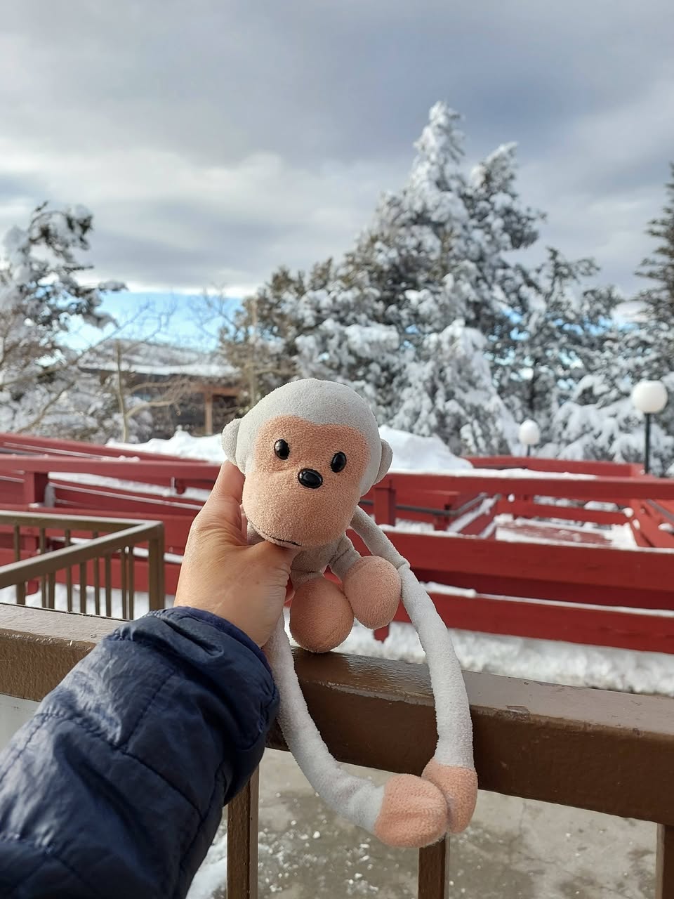 Lost Toy in Christchurch