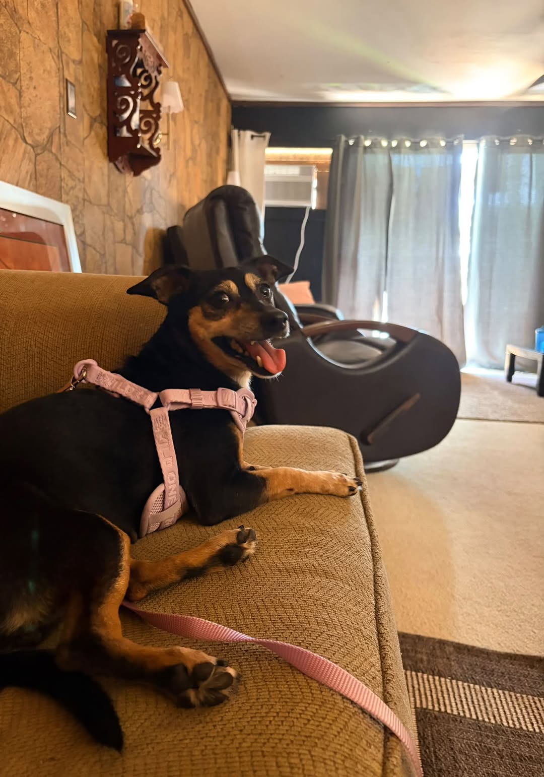 Lost dog