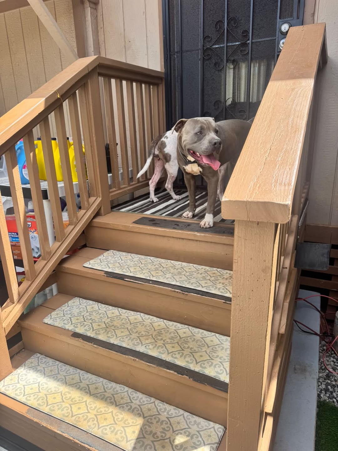 Found dog