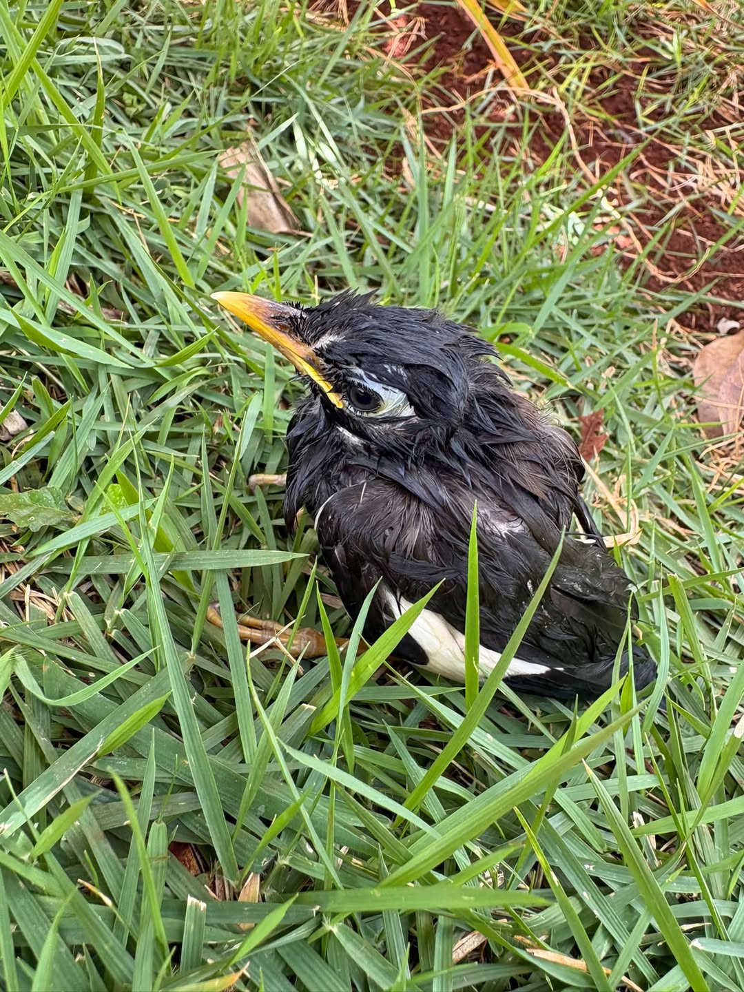 Found bird