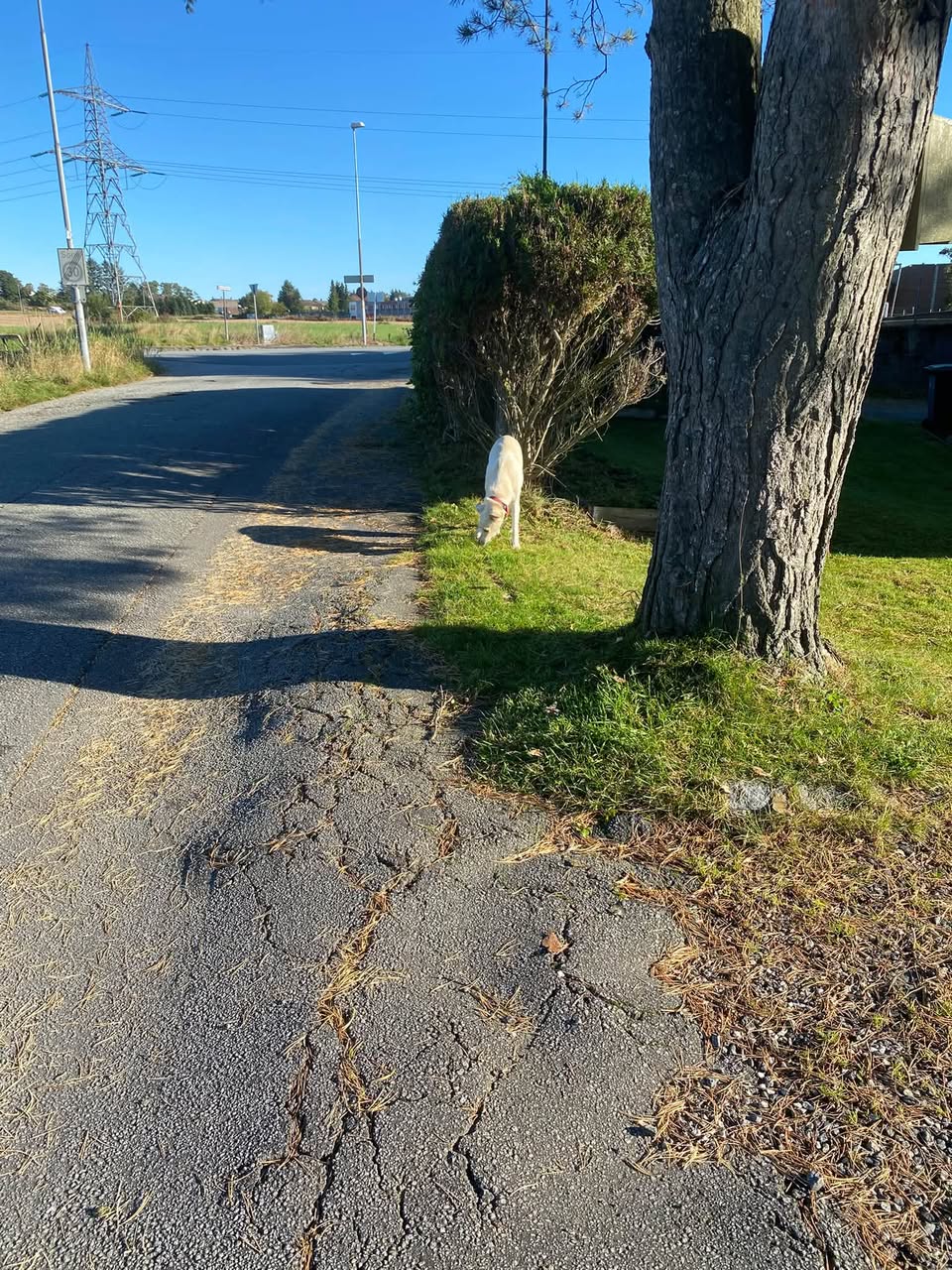 Found dog