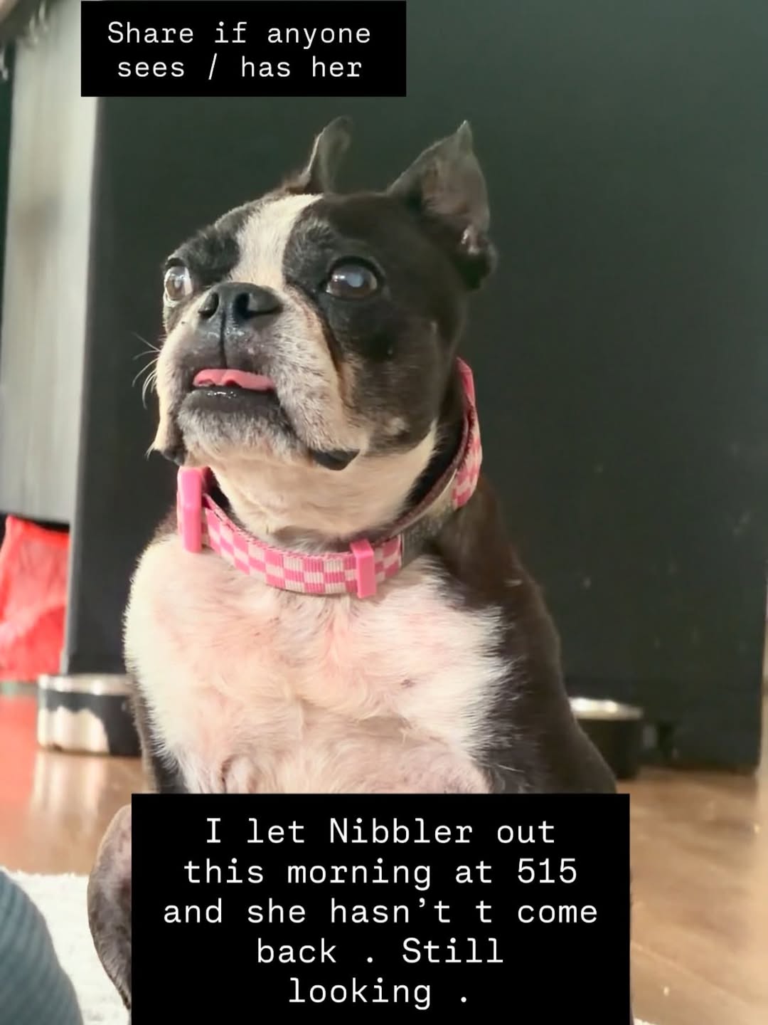 Lost Dog in Hawaii
