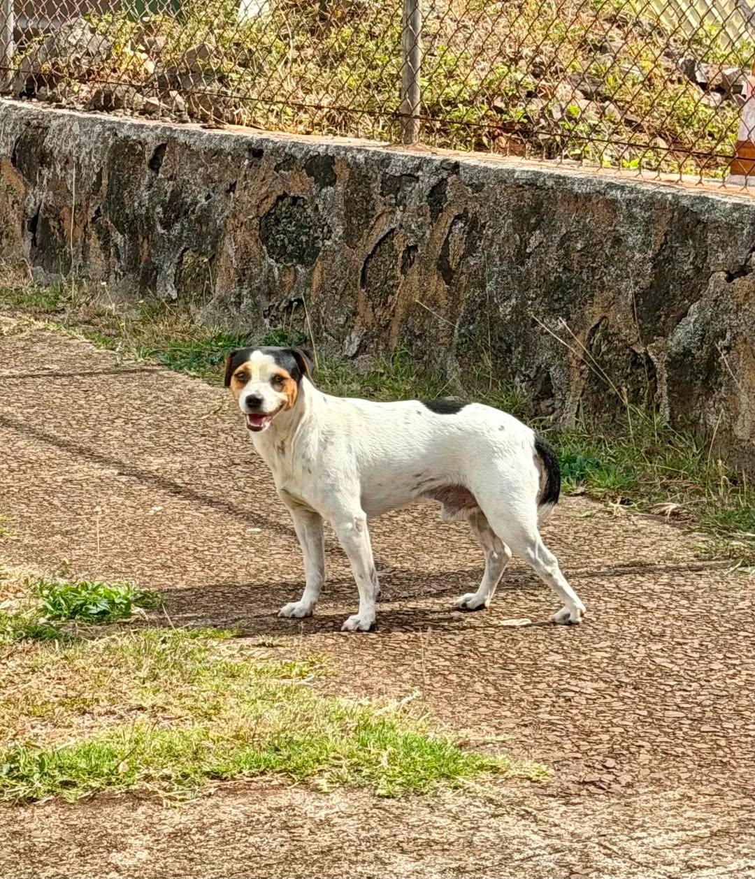 Found dog