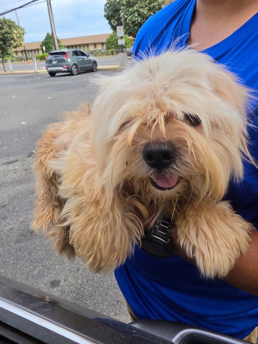 Found dog