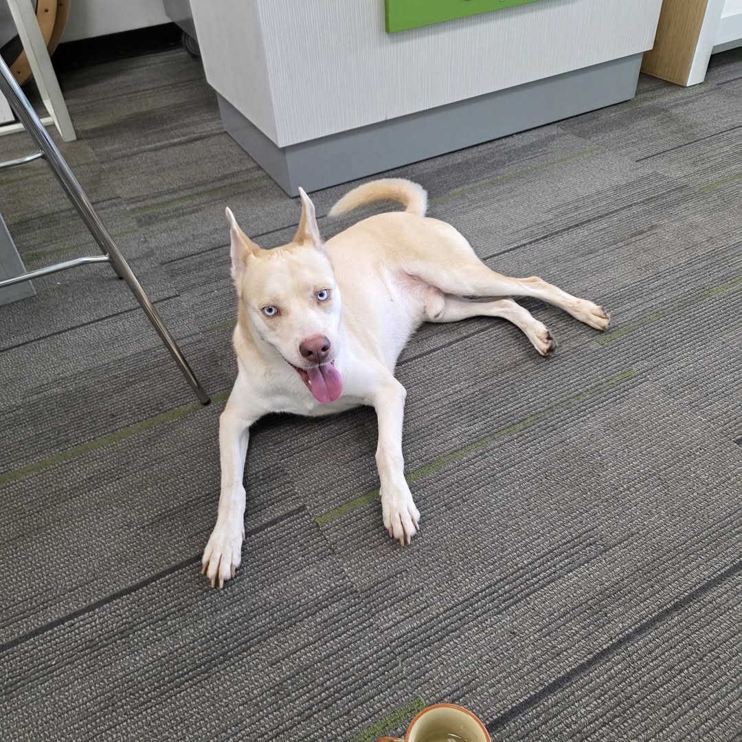 Found dog