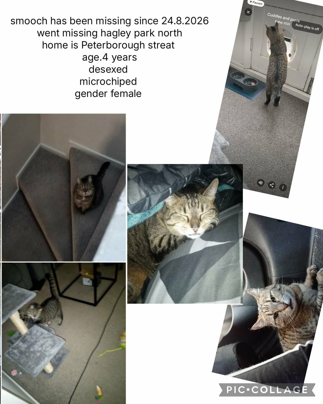 Lost Cat in Christchurch