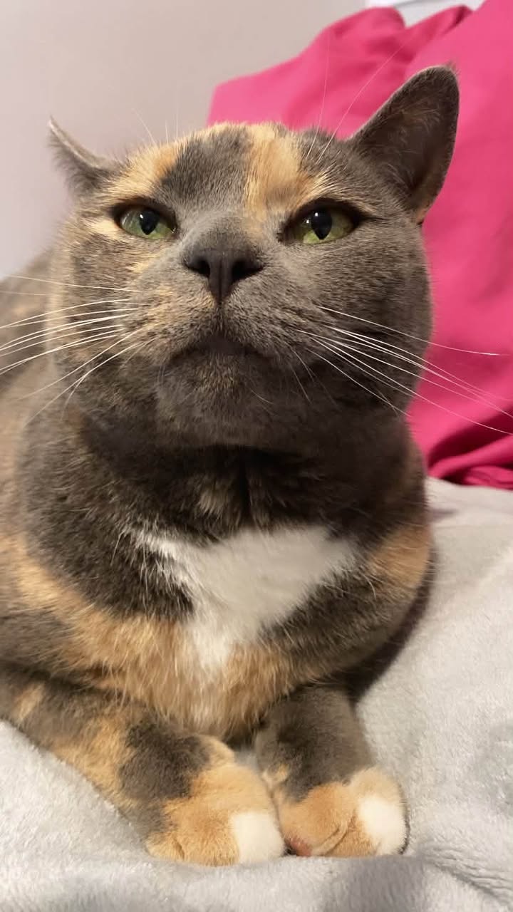 Lost Cat in Christchurch