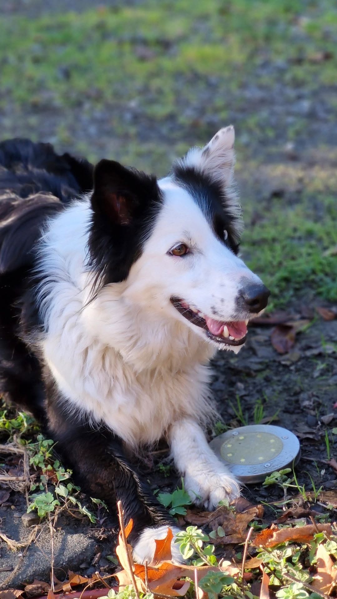Lost Dog in Christchurch