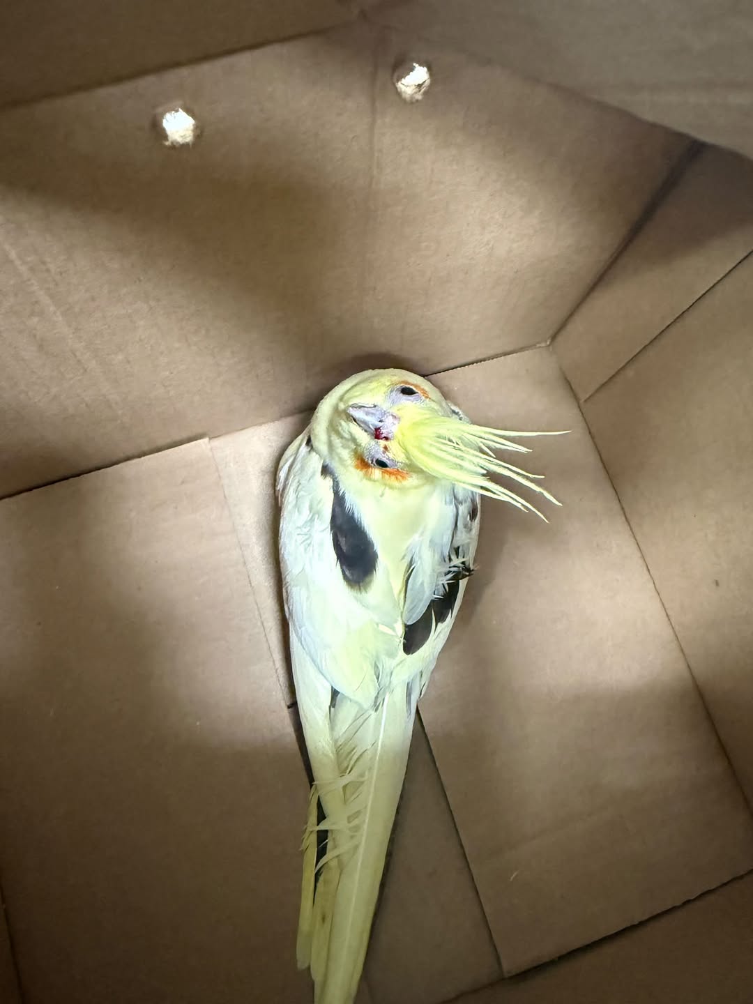 Found bird