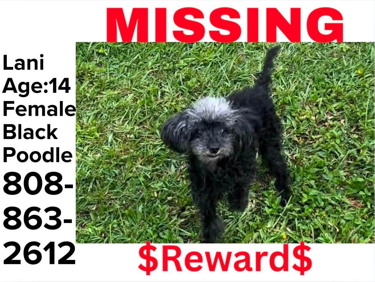Lost dog