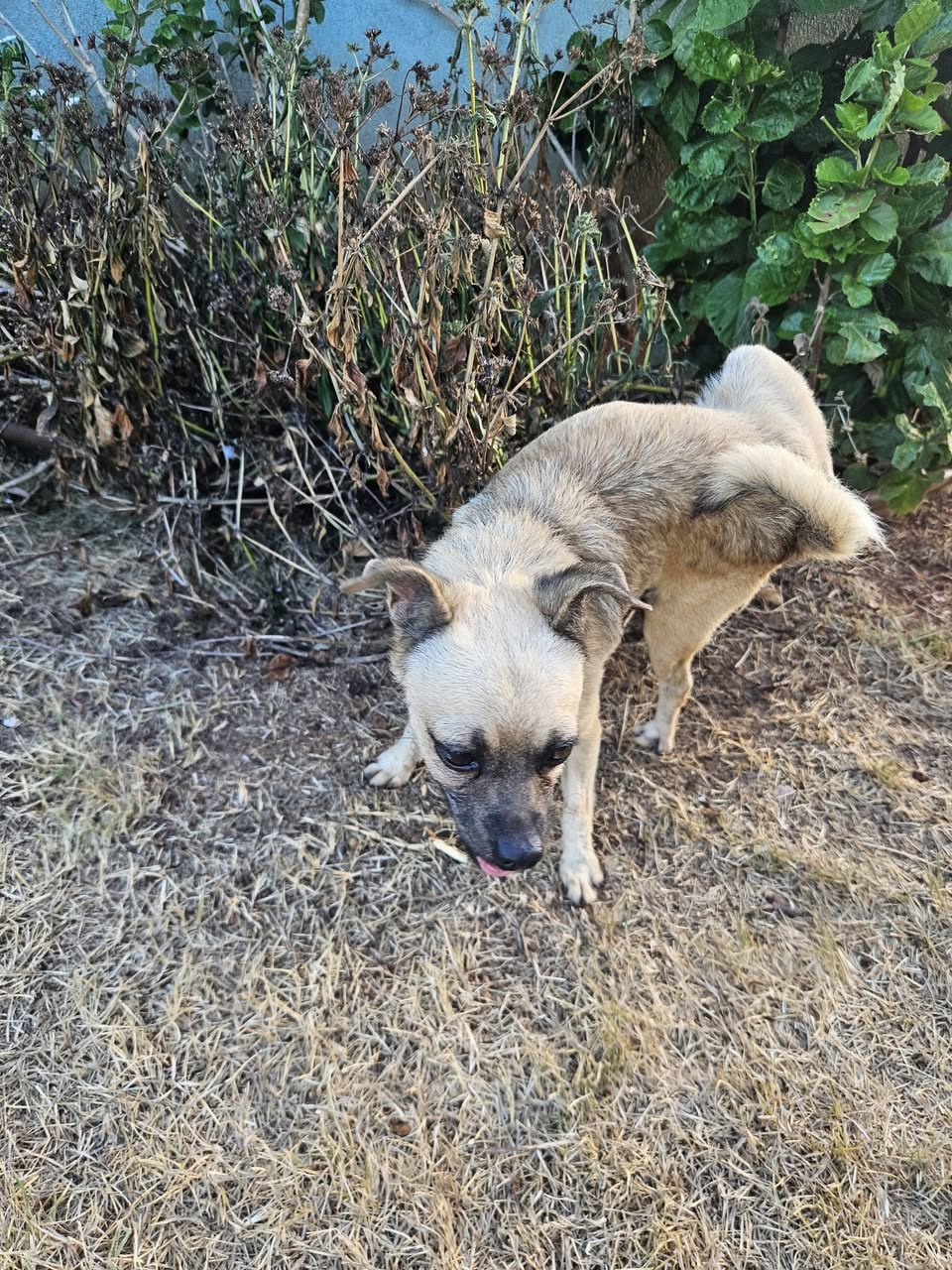 Found dog