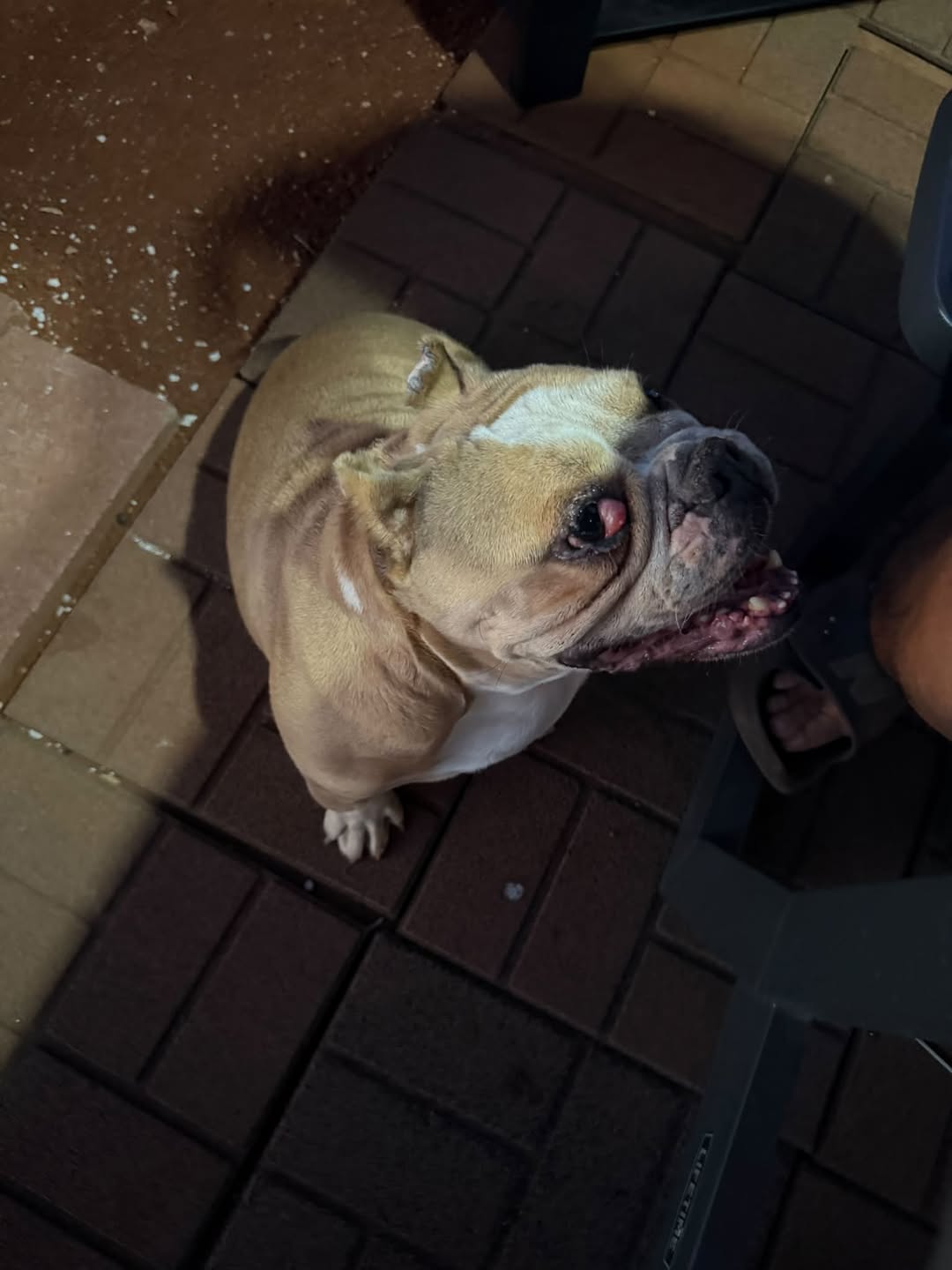 Lost dog