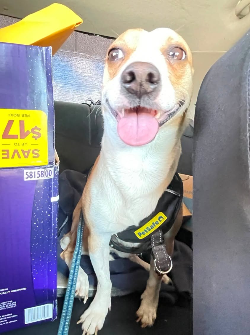 Found dog