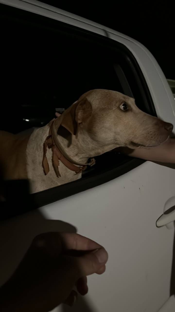 Found dog