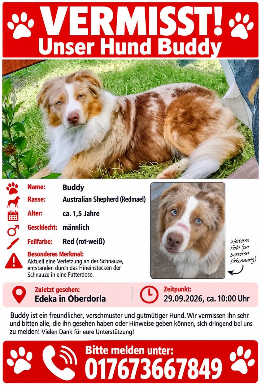 Lost dog