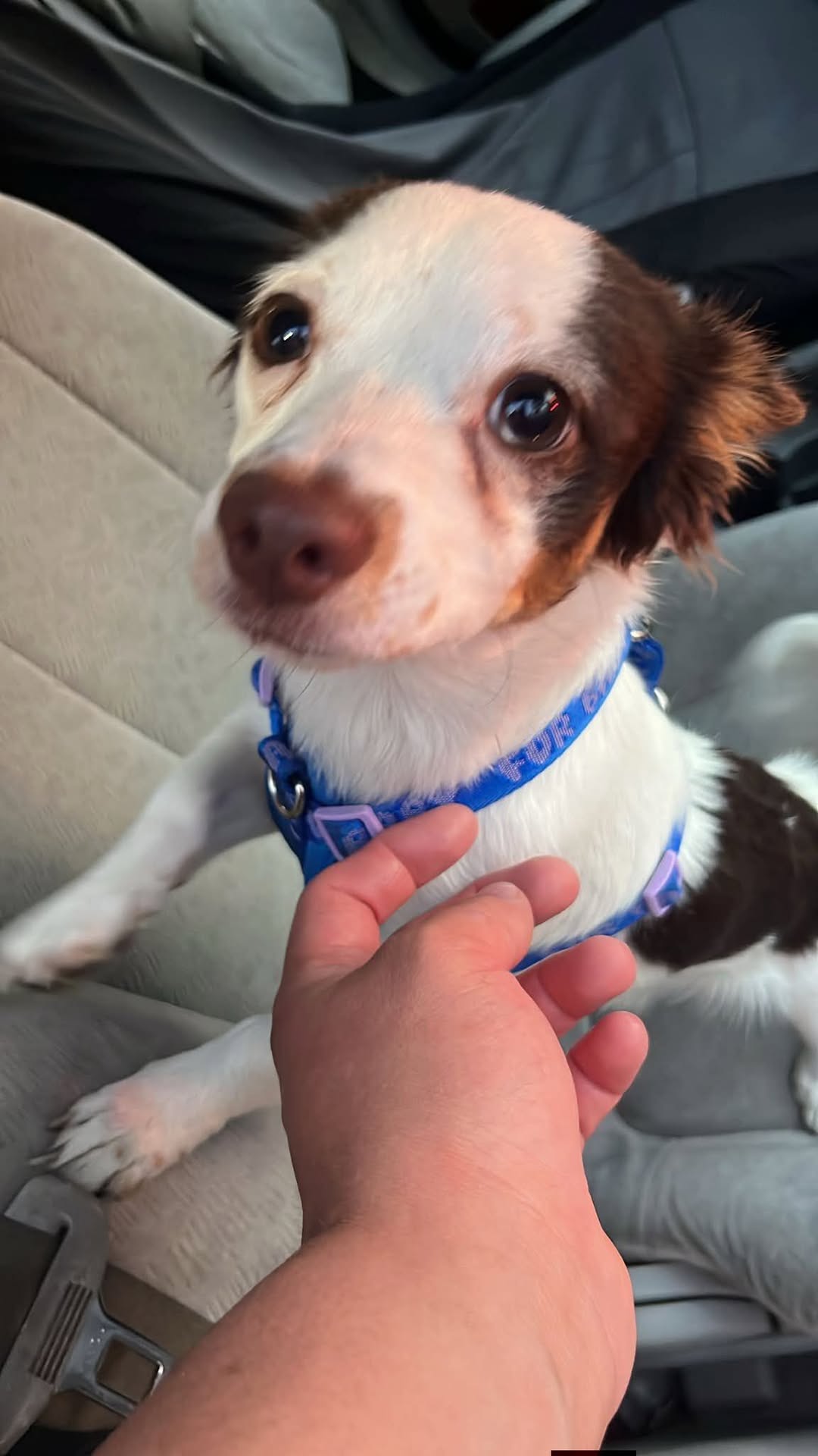 Found Dog in Local