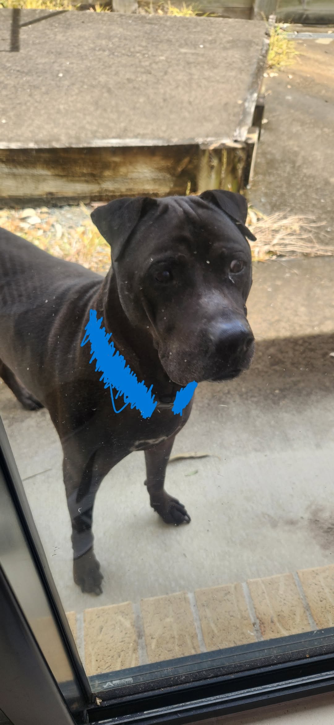 Found dog