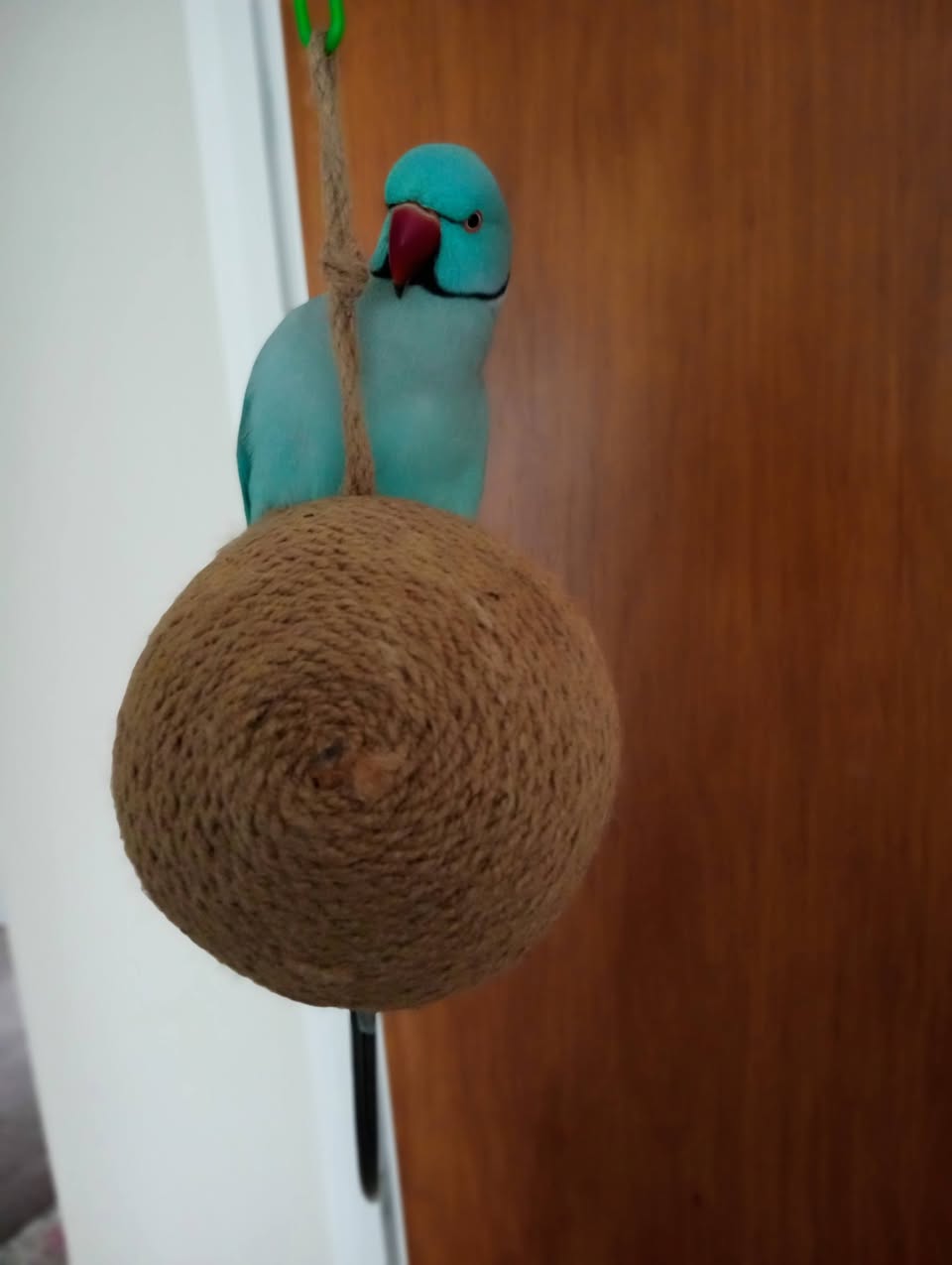 Lost Bird in Christchurch