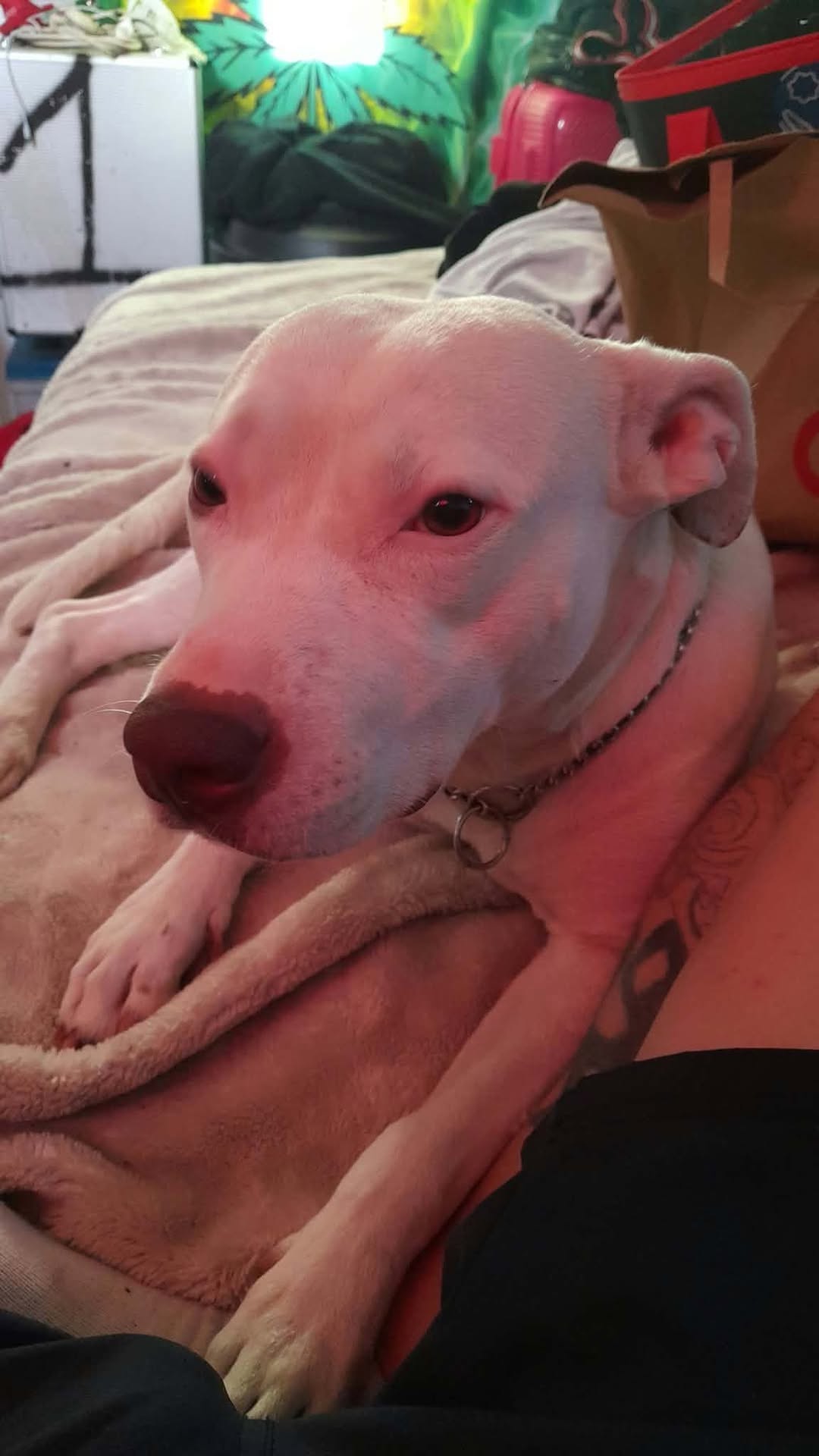 Lost dog