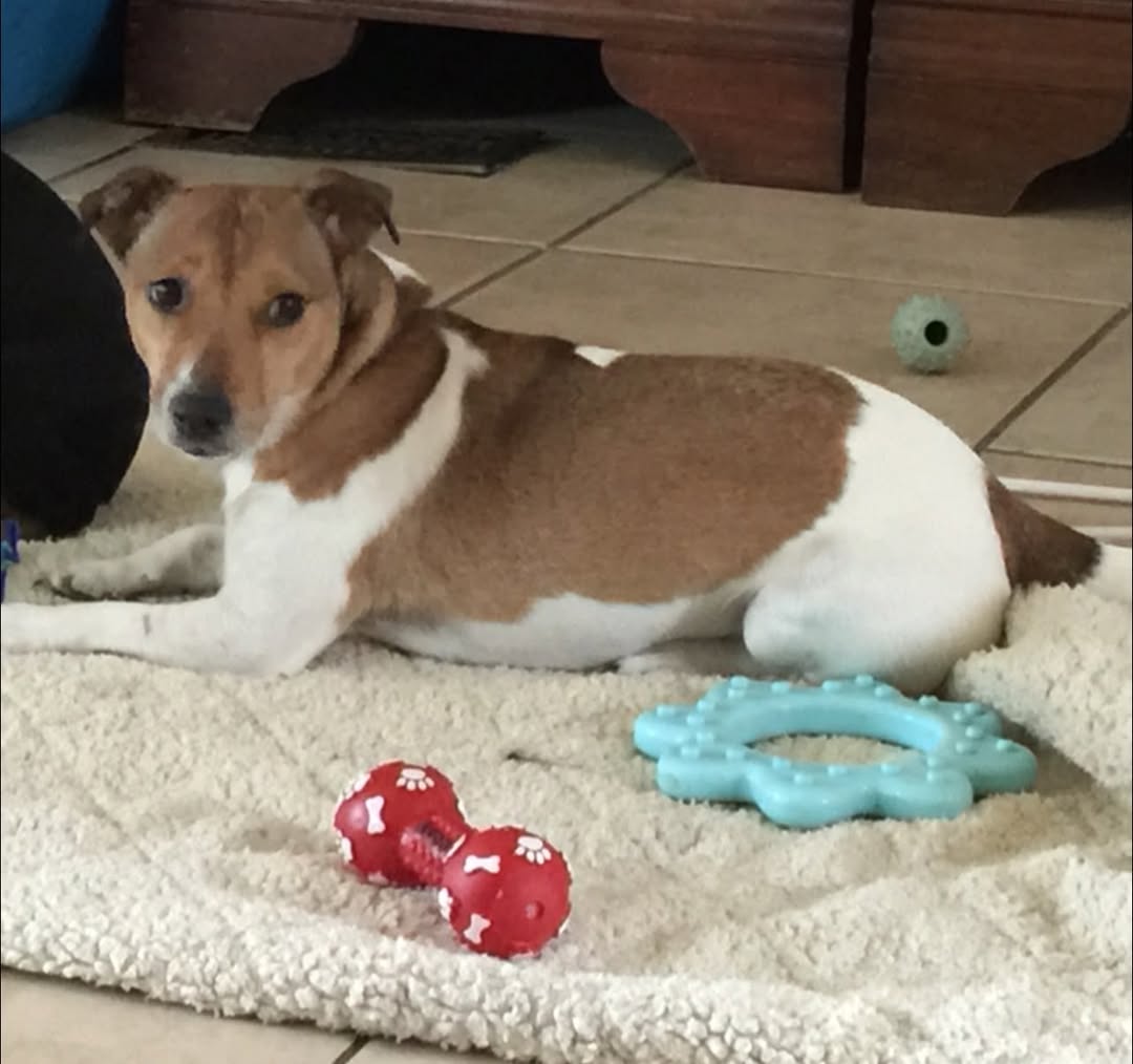 Lost dog