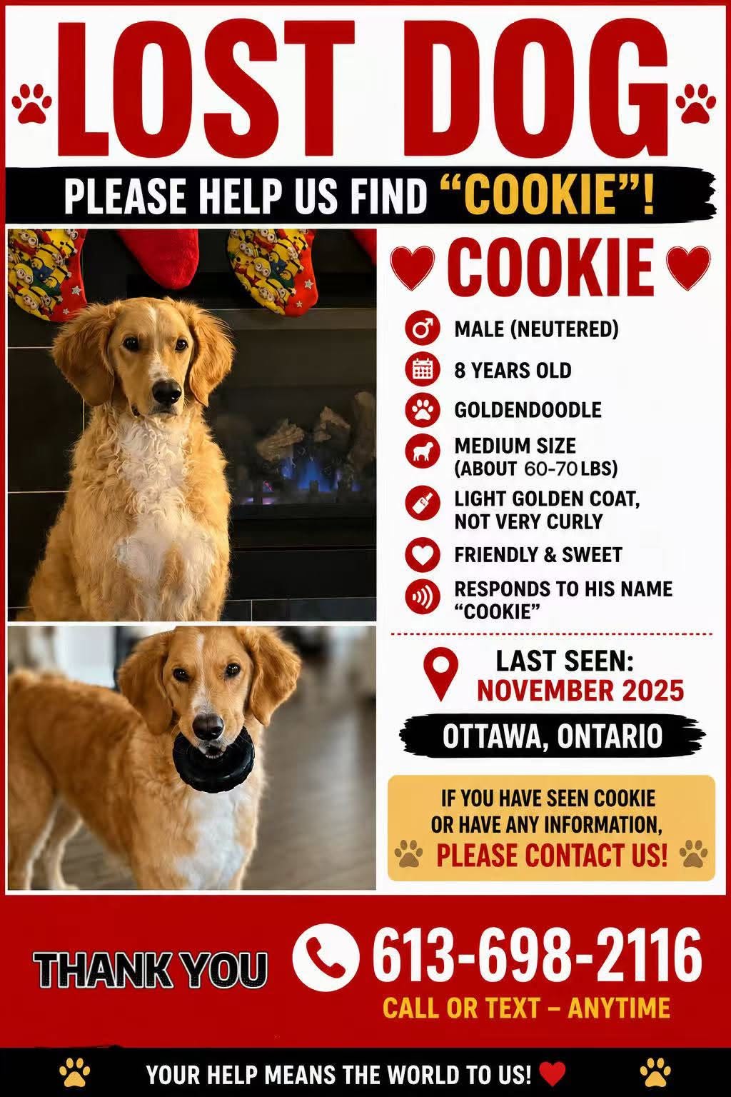 Lost dog