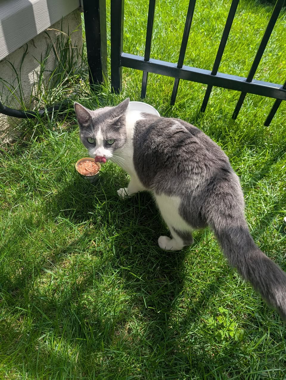 Found cat