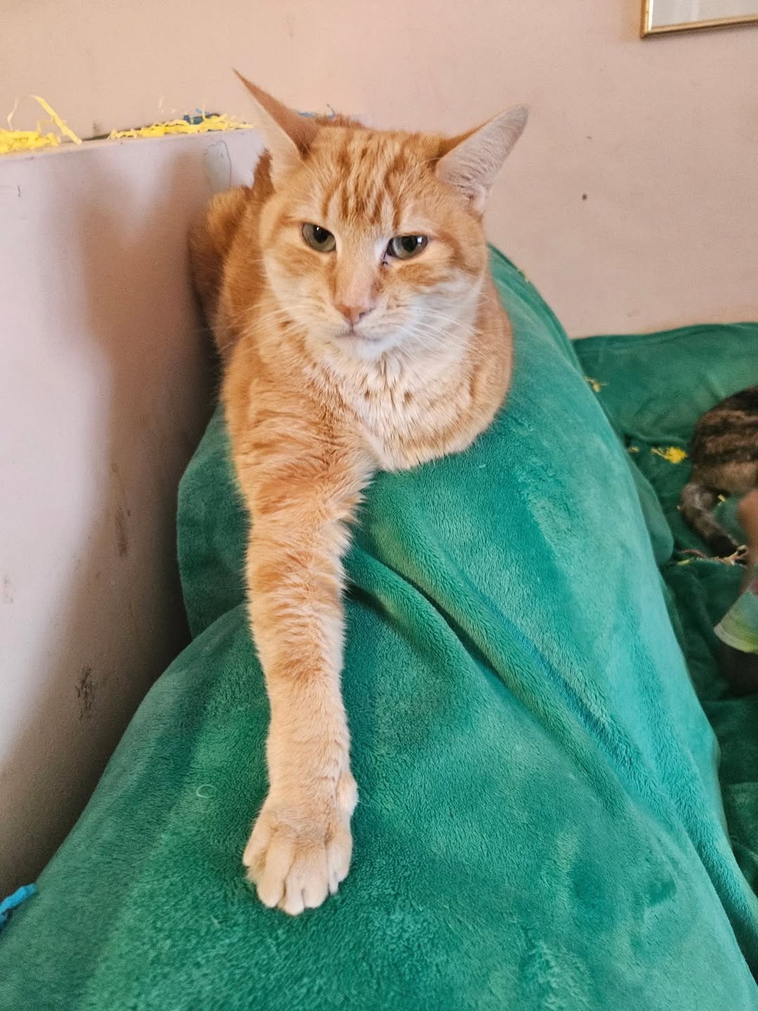 Lost Cat in Ottawa