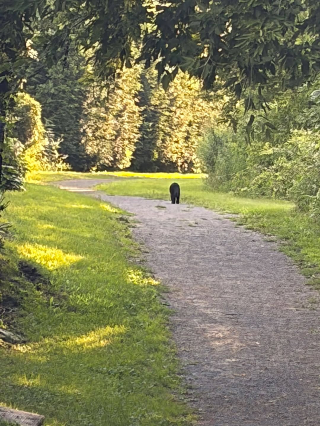 Found cat