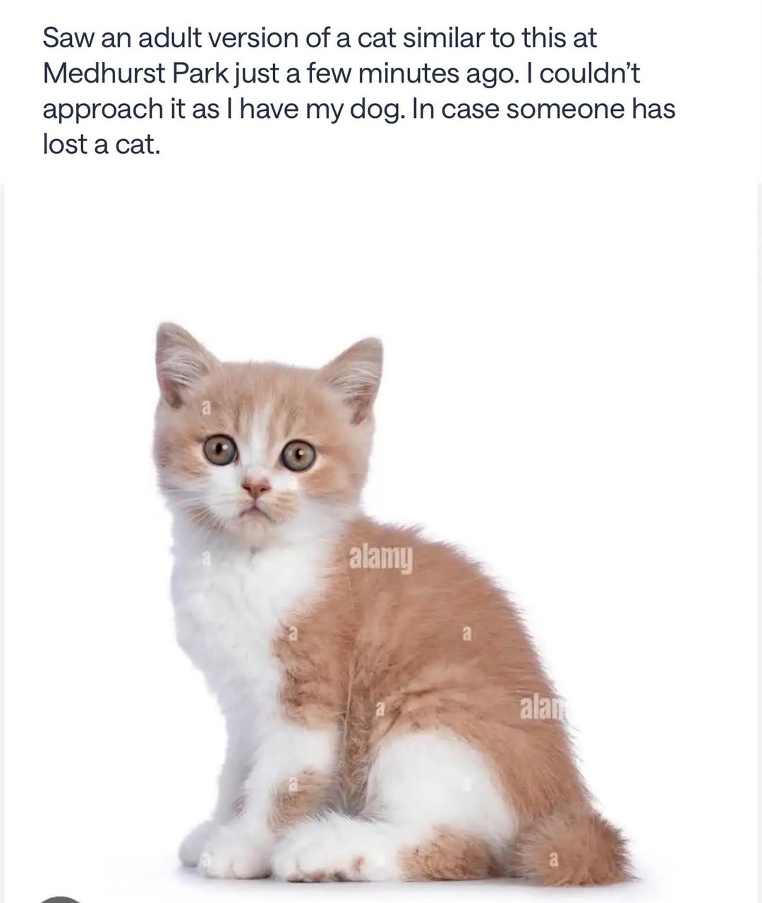 Found cat