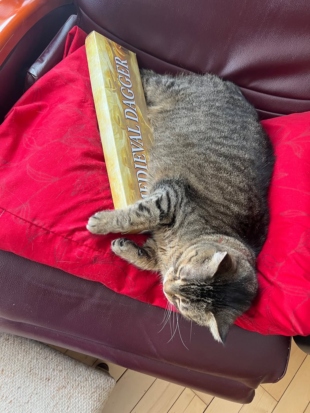 Lost Cat in Orleans