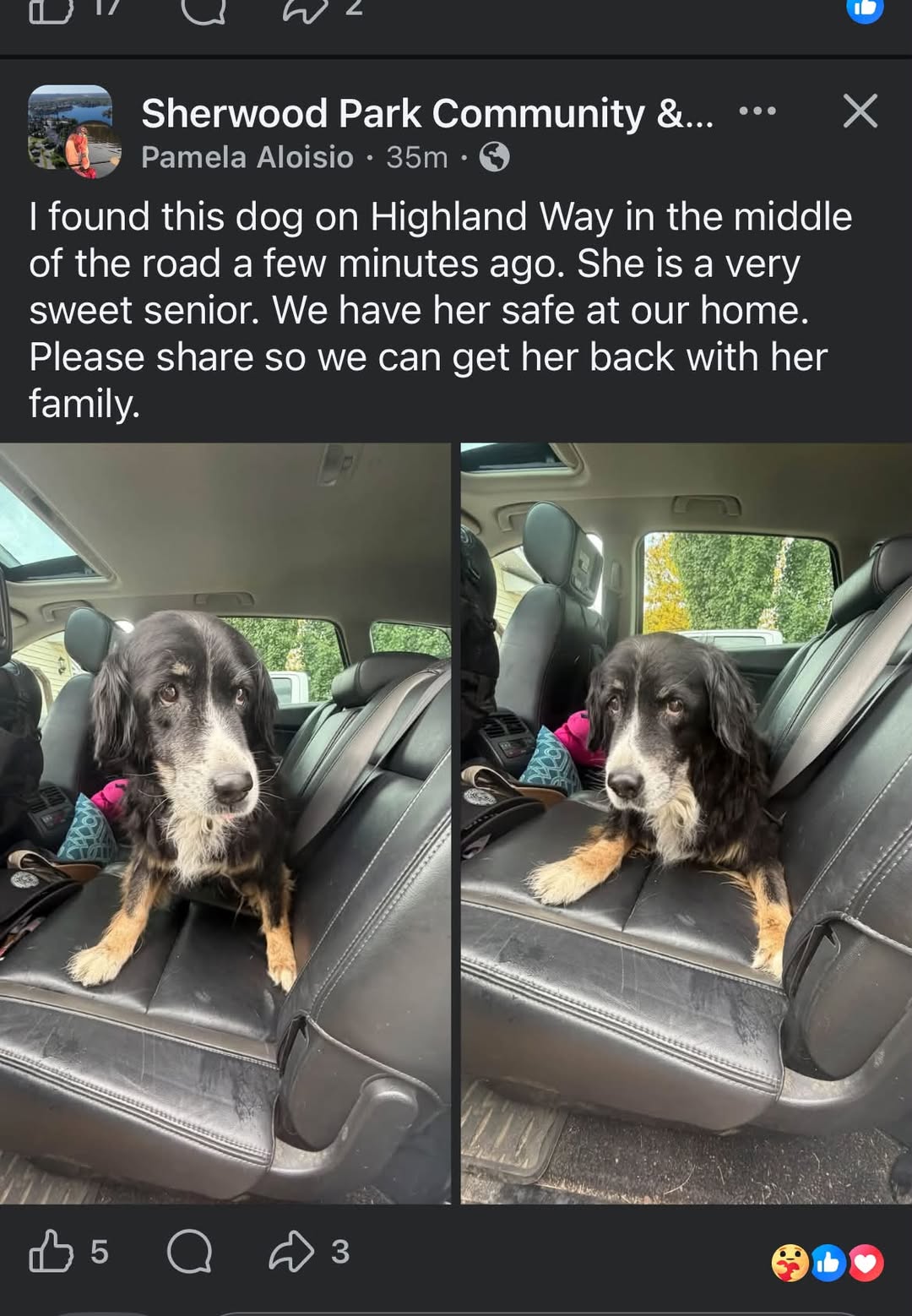 Found dog