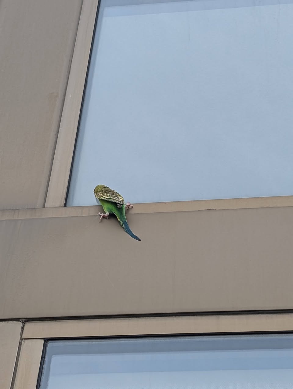 Found budgie