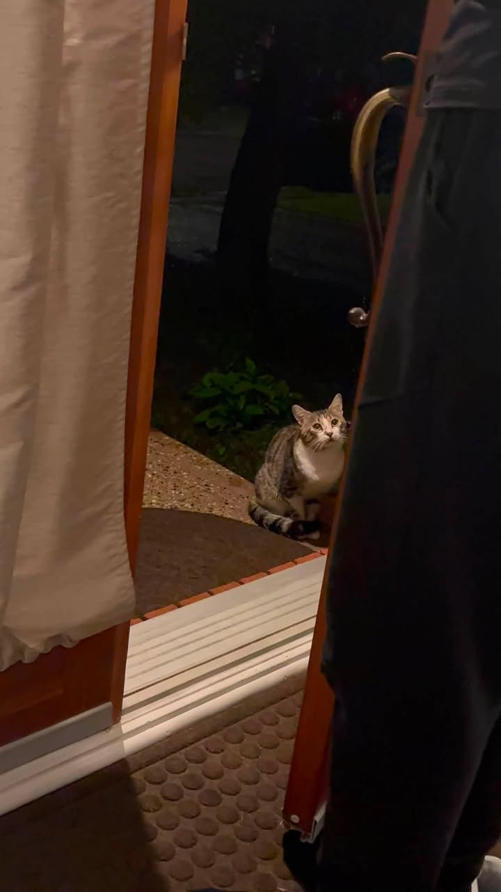 Found cat