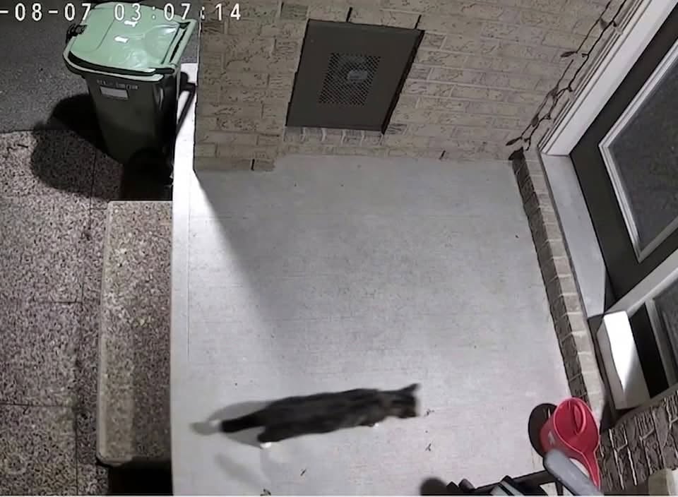 Found cat