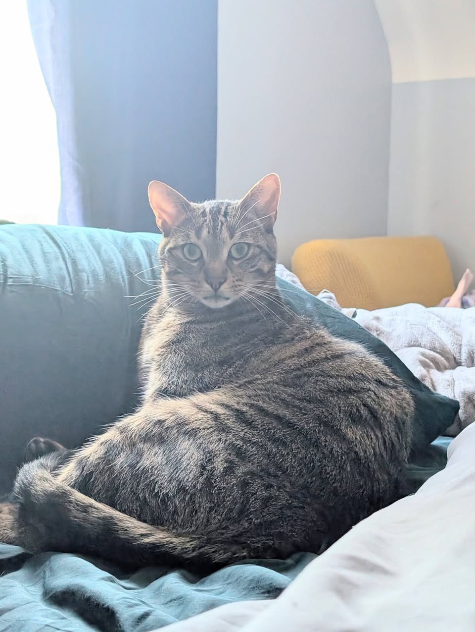 Lost Cat in Carling & Merivale