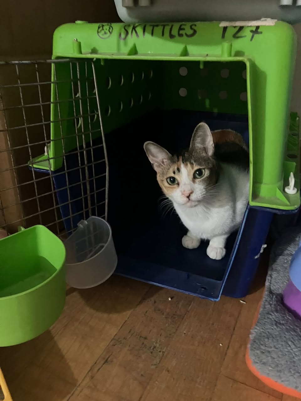 Lost cat