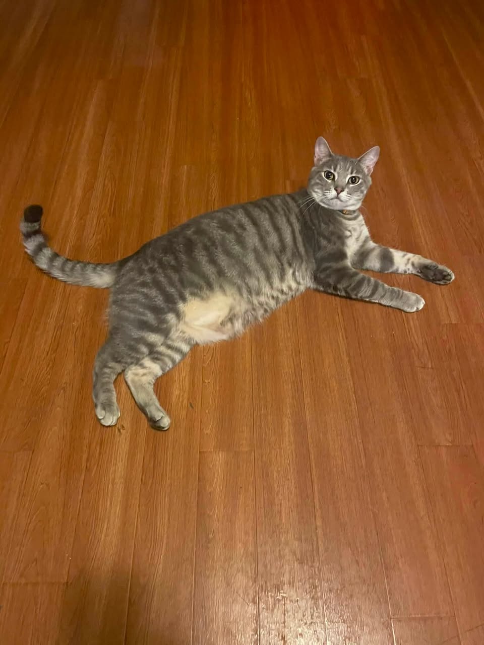 Lost Cat in Texarkana