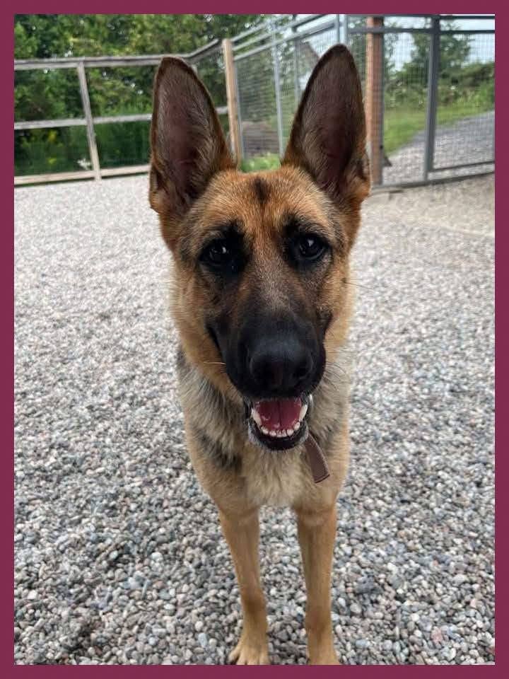 Found dog