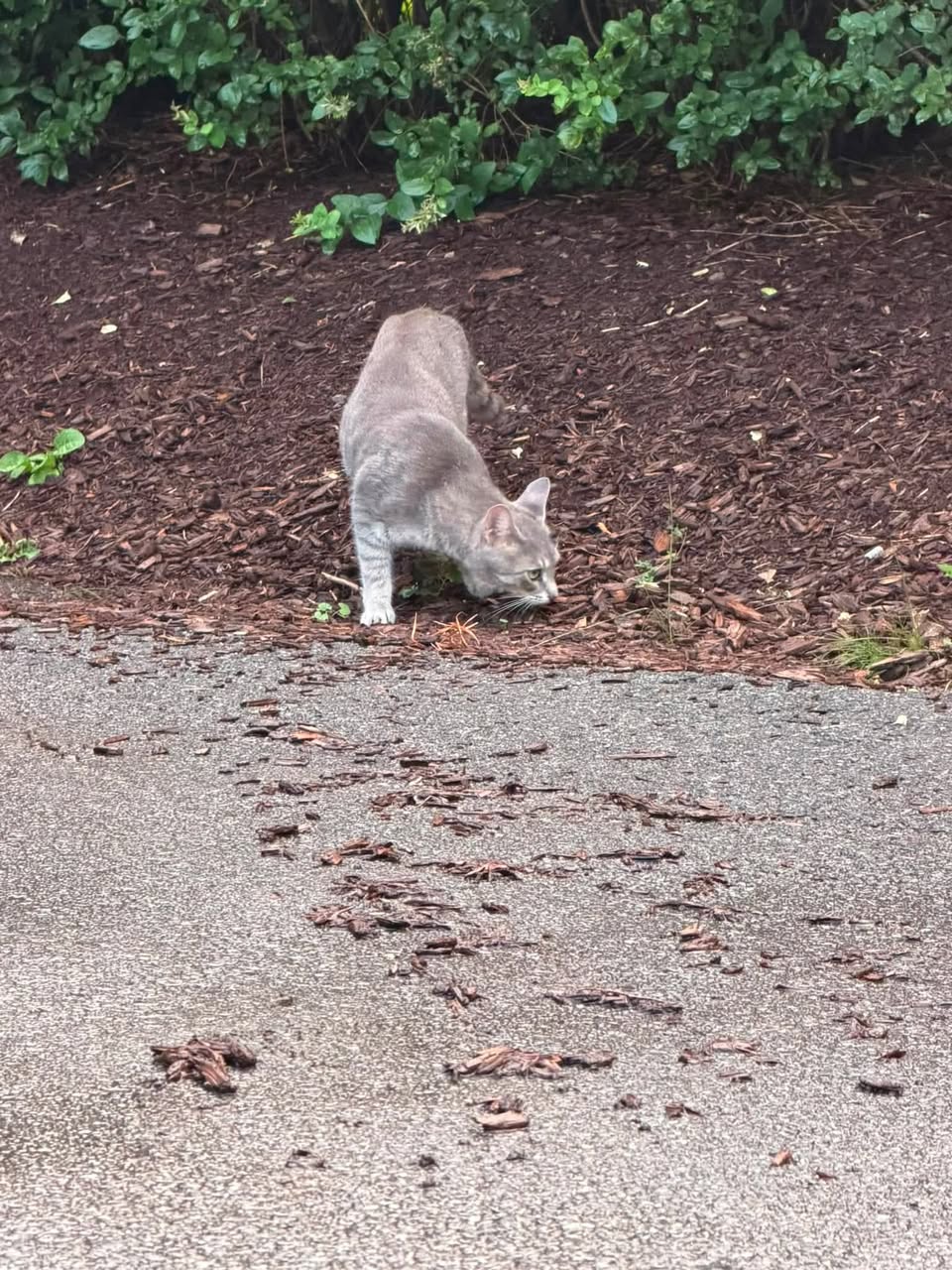 Found cat