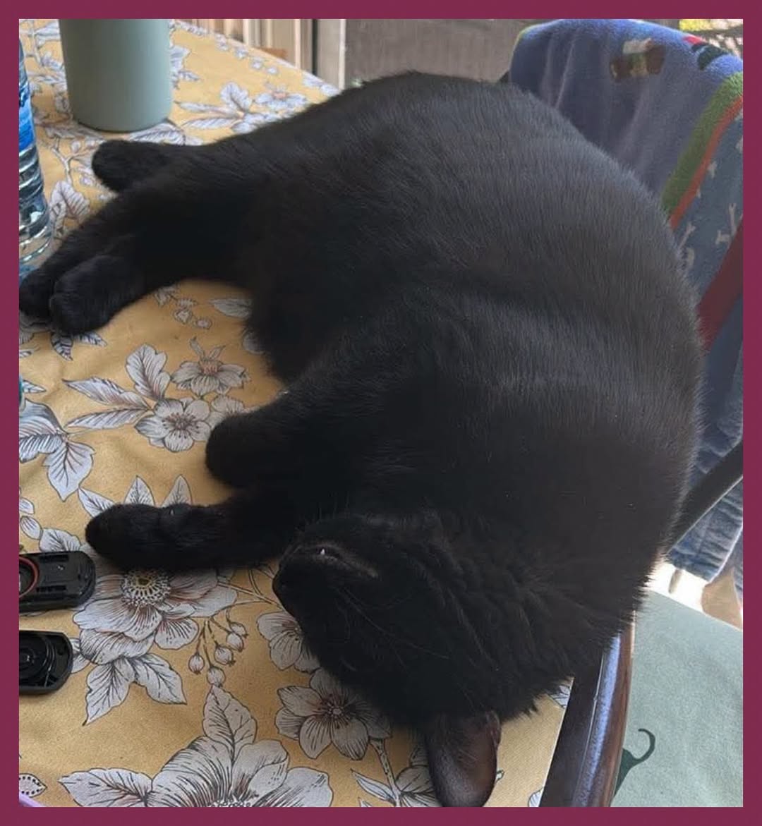 Lost cat