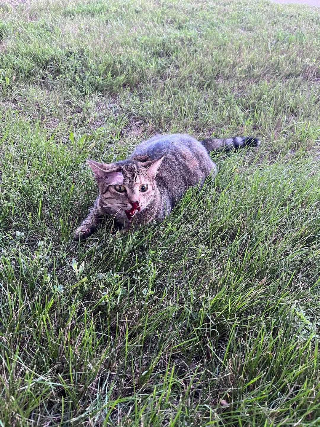 Found cat