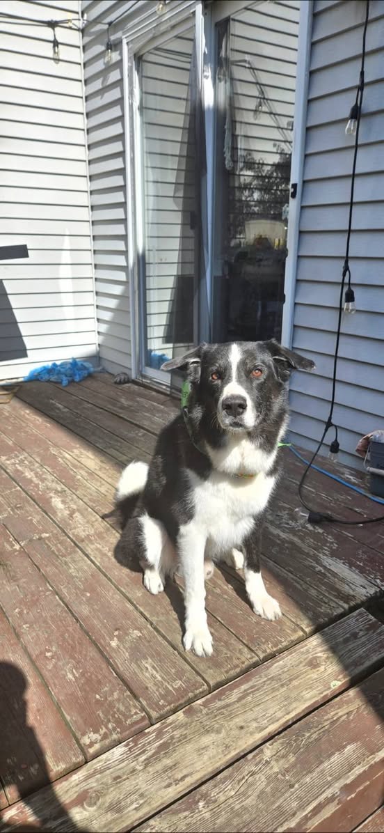 Lost dog