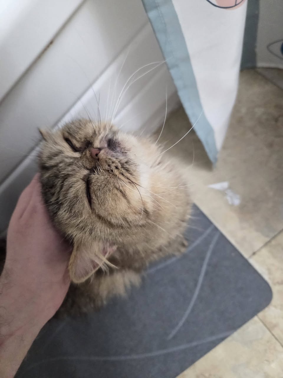 Found cat