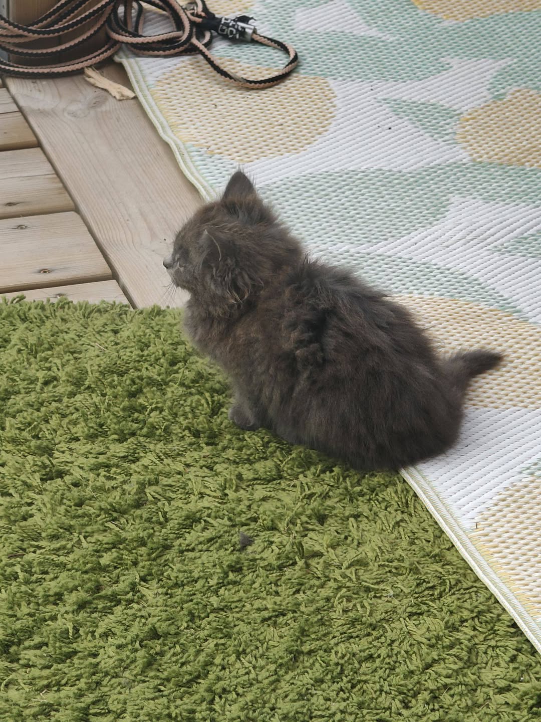 Found cat