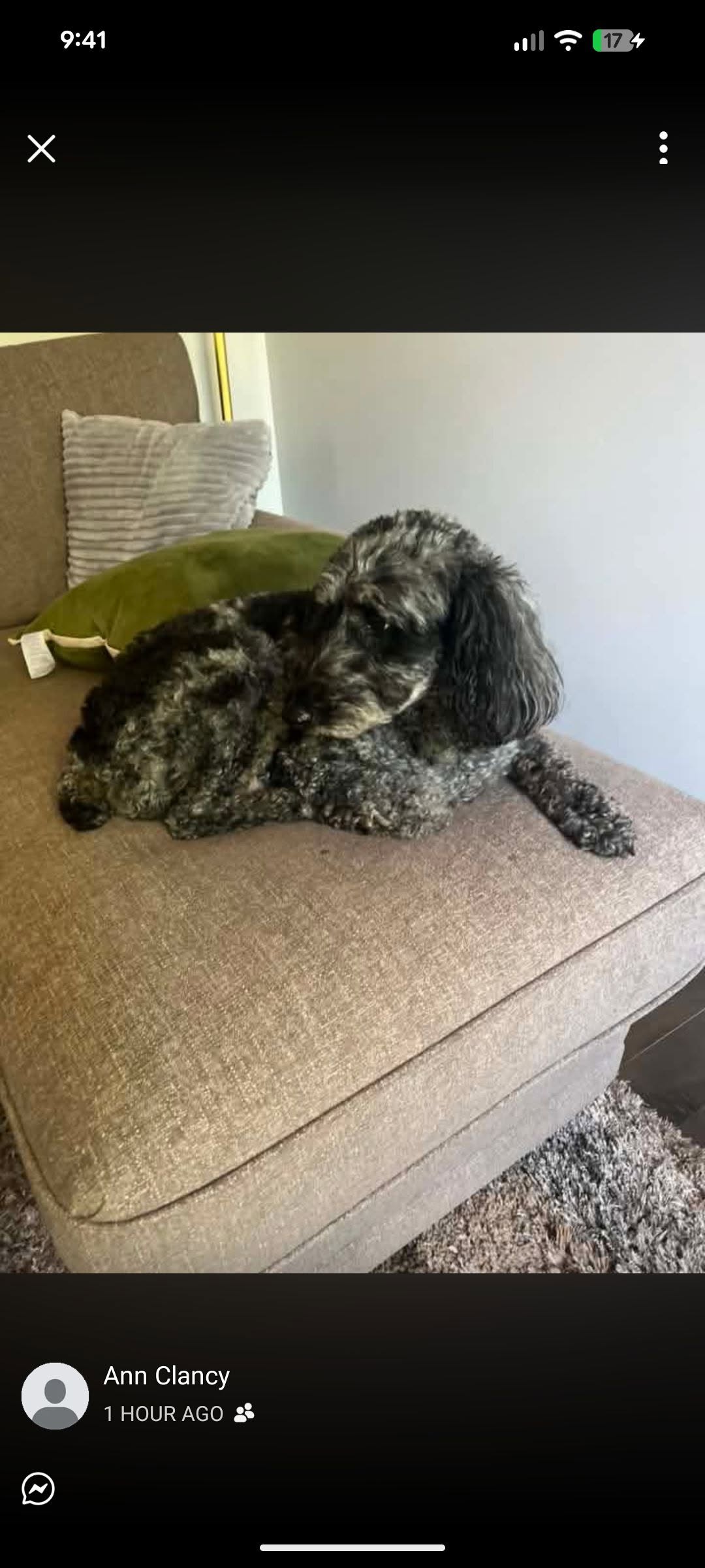 Lost dog