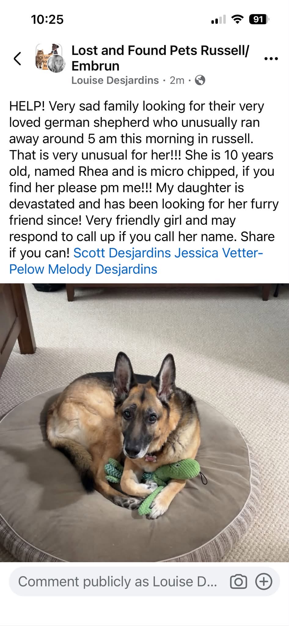 Lost dog