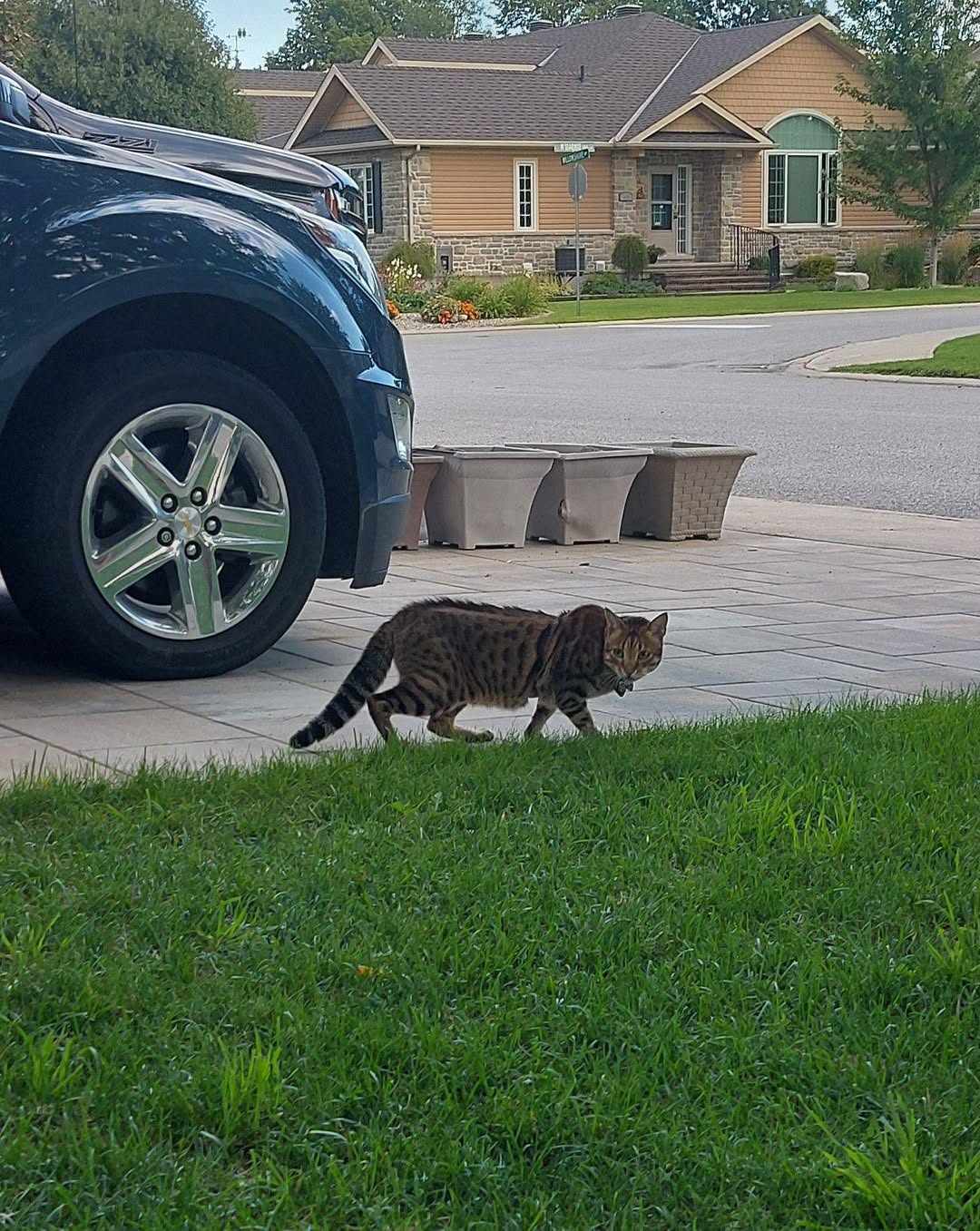Found Cat in Willow Shore Way