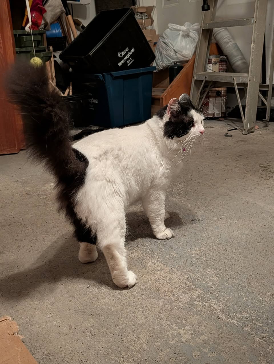 Found Cat in Grey Seal Circle