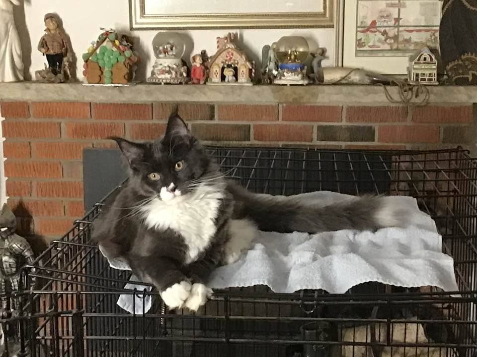 Lost Cat in Osgoode
